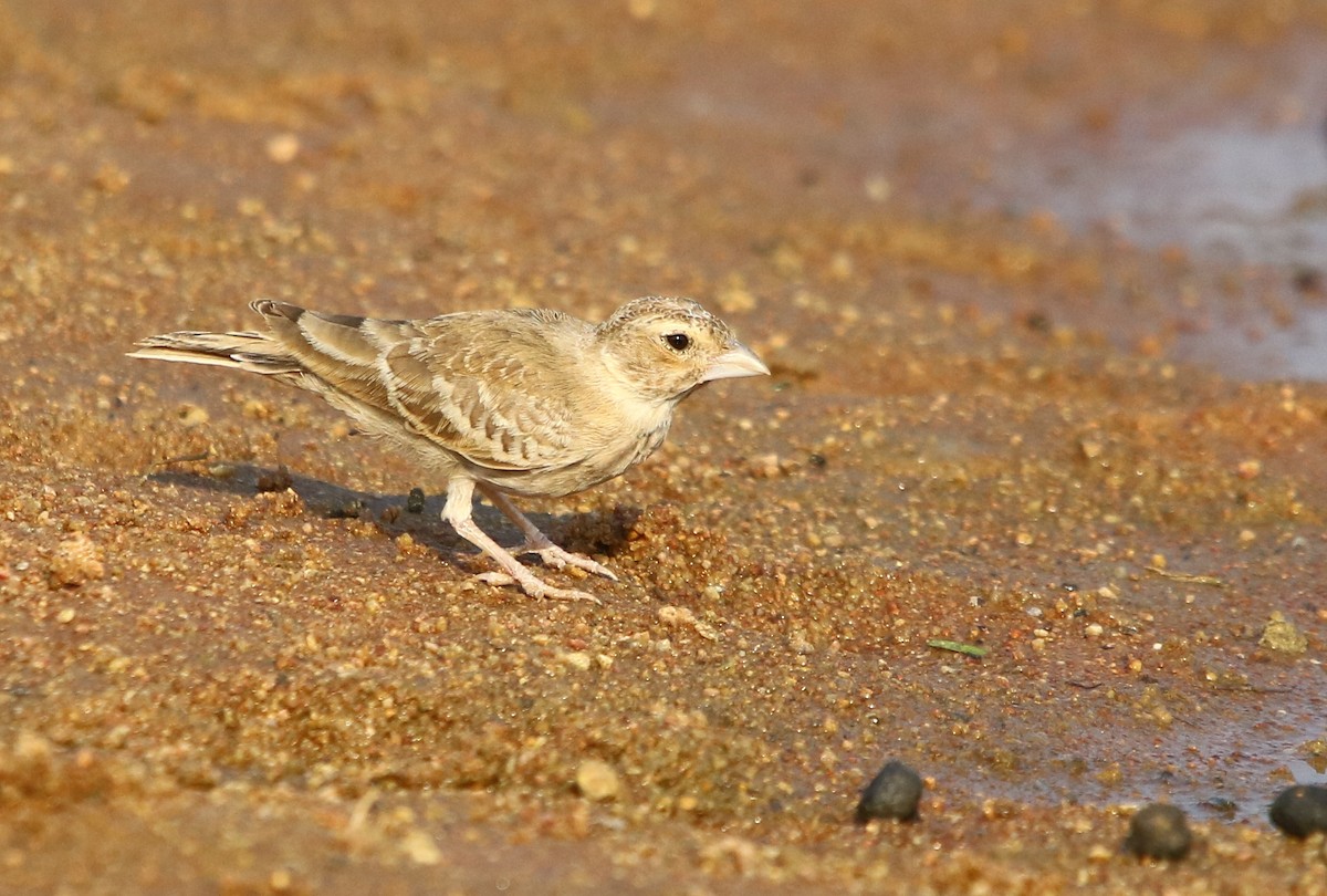 Ashy-crowned Sparrow-Lark - ML125030841