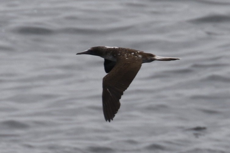 Blue-footed Booby - ML125031091