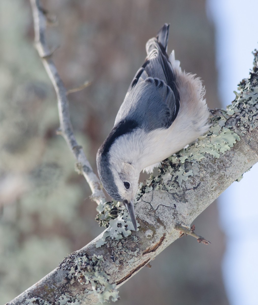 White-breasted Nuthatch - Alix d'Entremont