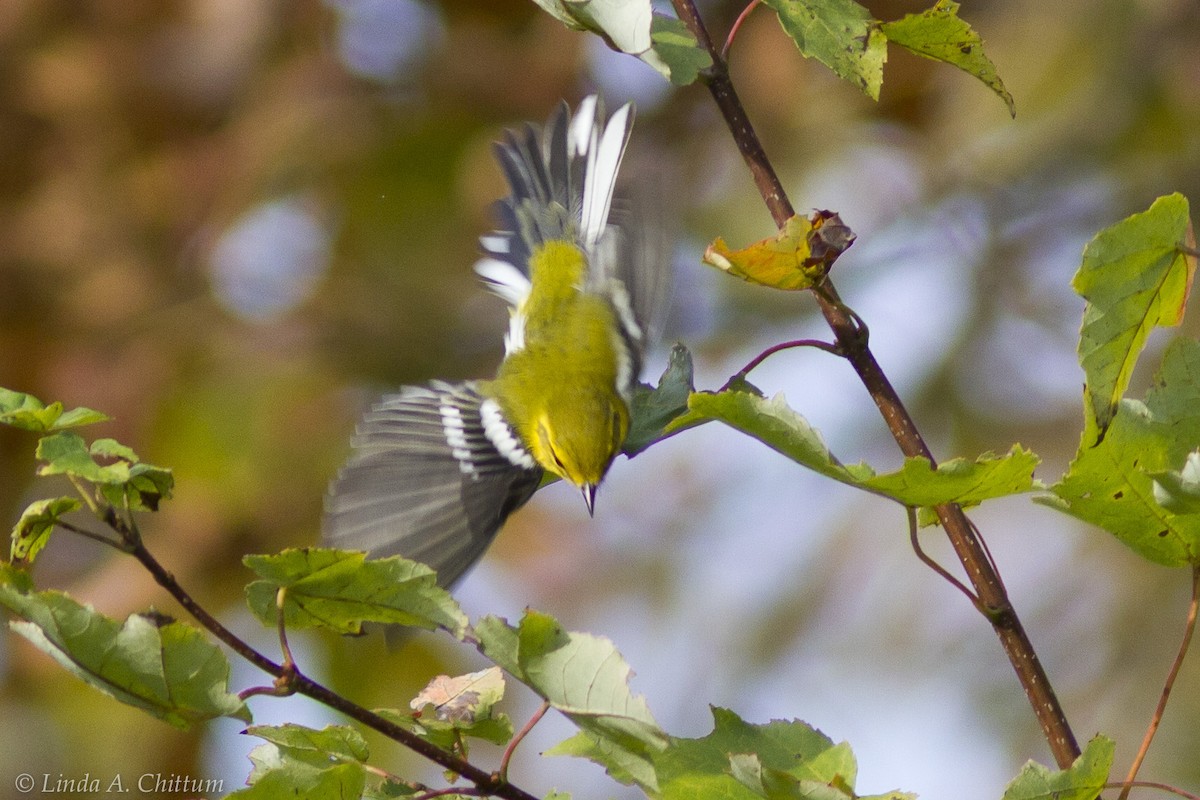 Black-throated Green Warbler - Linda Chittum