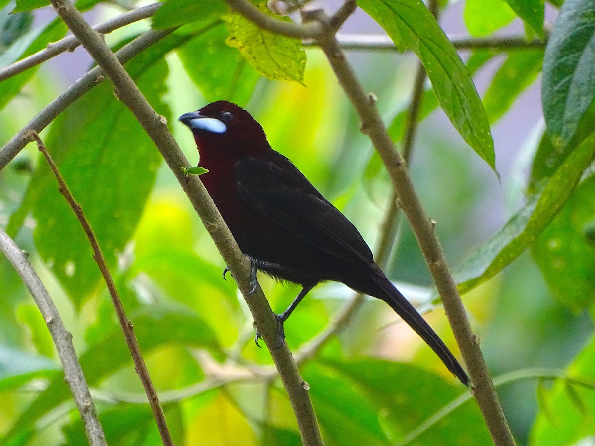 Silver-beaked Tanager - ML125034171