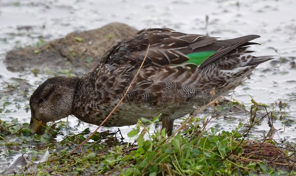 Green-winged Teal - A Emmerson