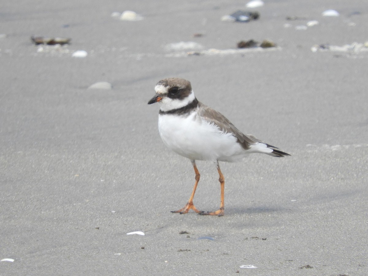 Semipalmated Plover - ML125040961