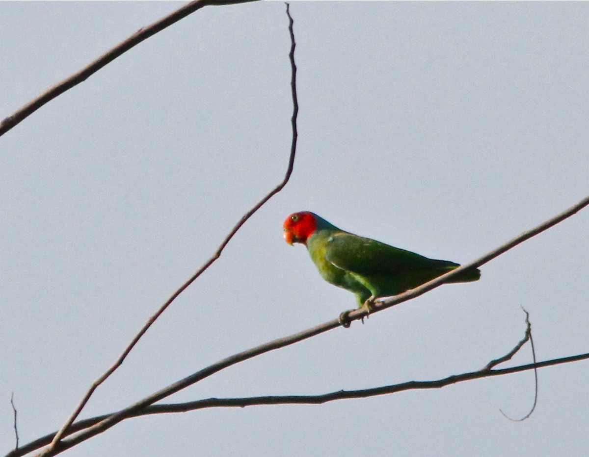 Red-cheeked Parrot - Don Roberson