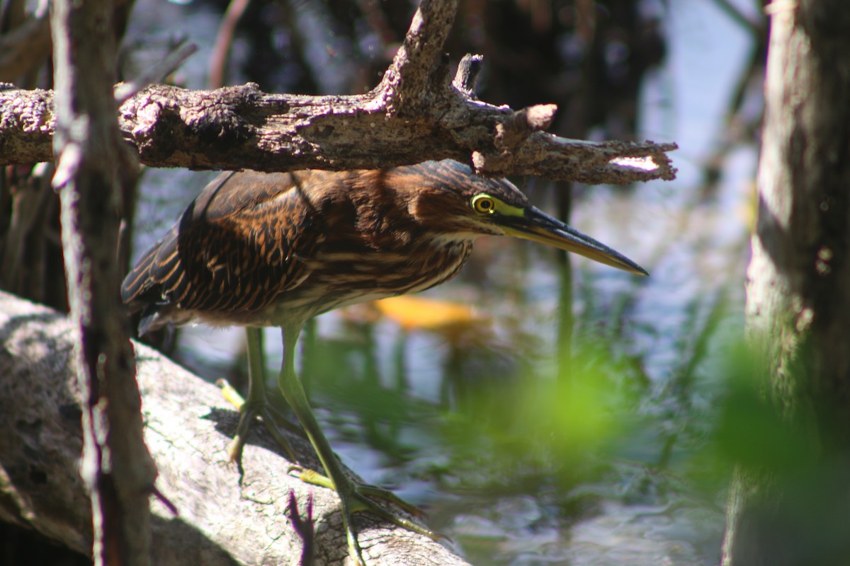 ML125041631 Green Heron Macaulay Library