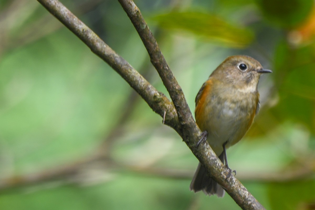 Red-flanked Bluetail - ML125041981