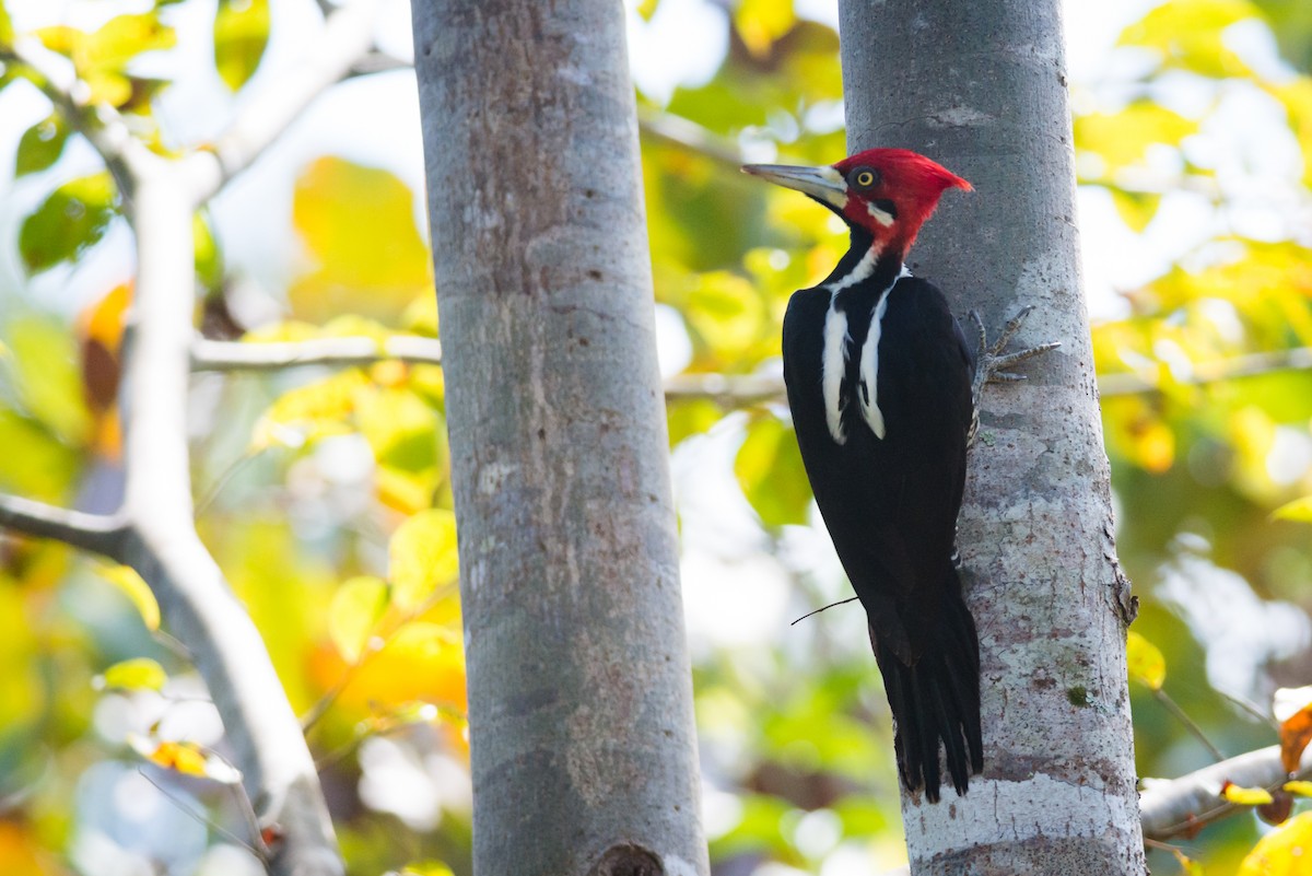 Crimson-crested Woodpecker - ML125047891