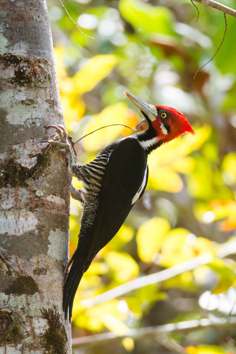 Crimson-crested Woodpecker - ML125047901