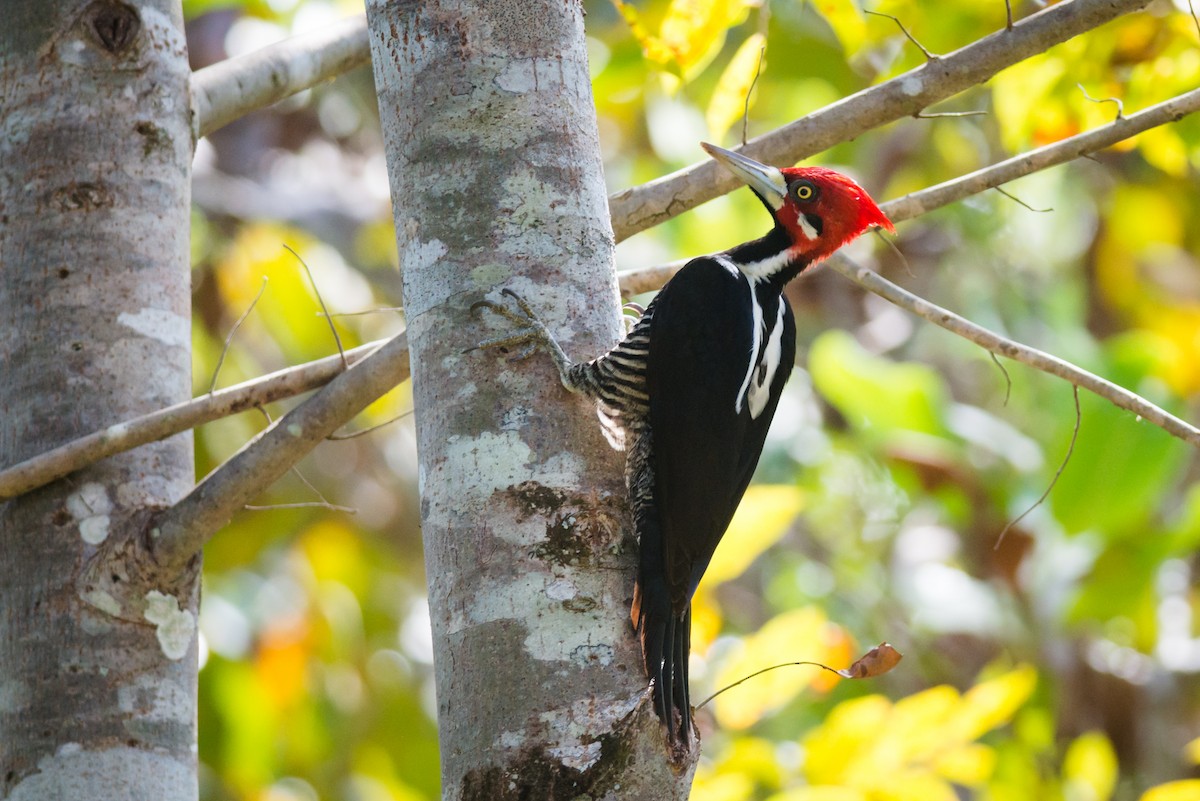 Crimson-crested Woodpecker - ML125047911