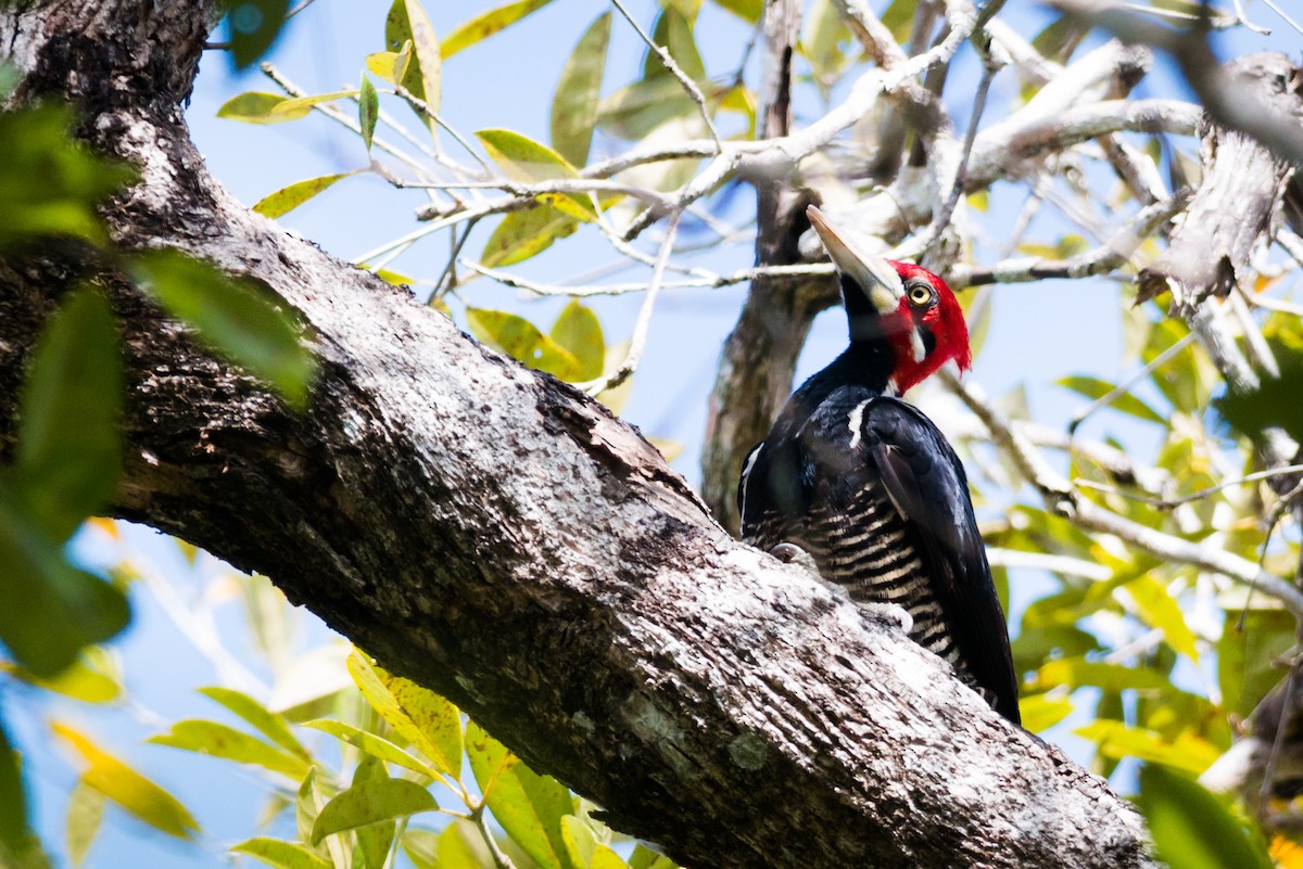 Crimson-crested Woodpecker - ML125047921