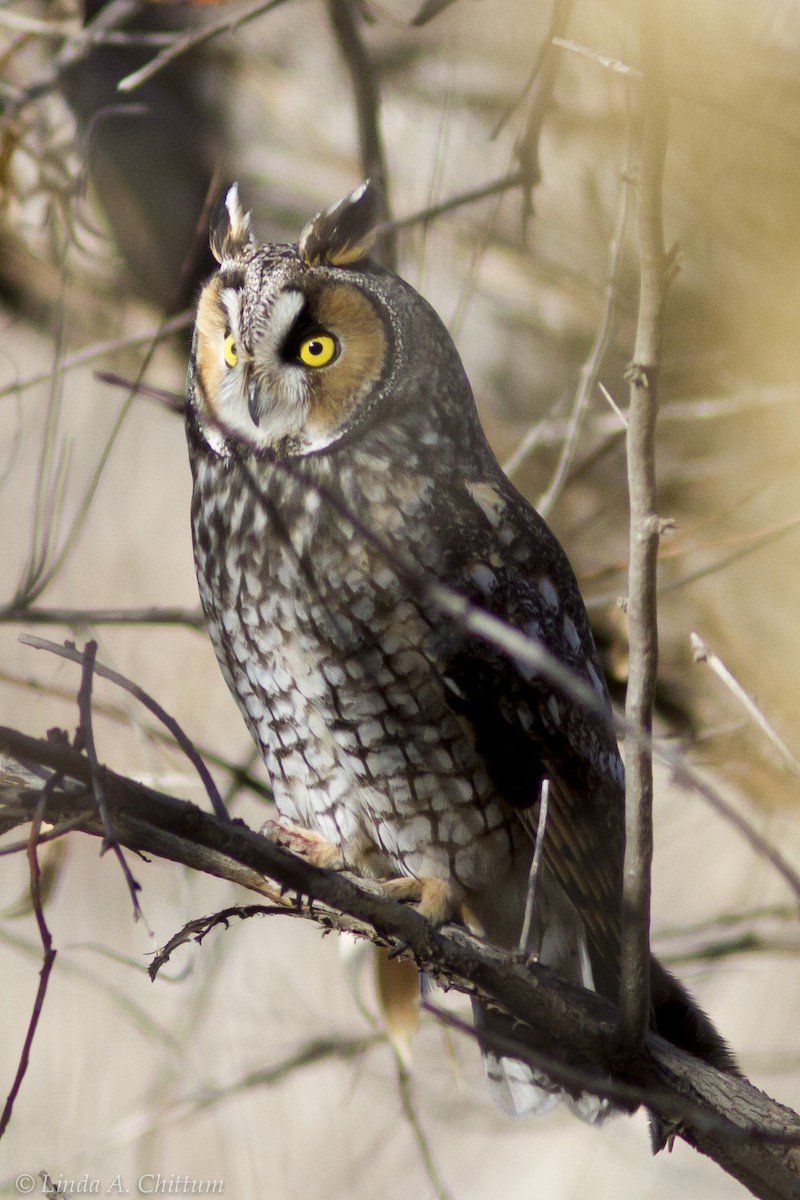 Long-eared Owl - Linda Chittum