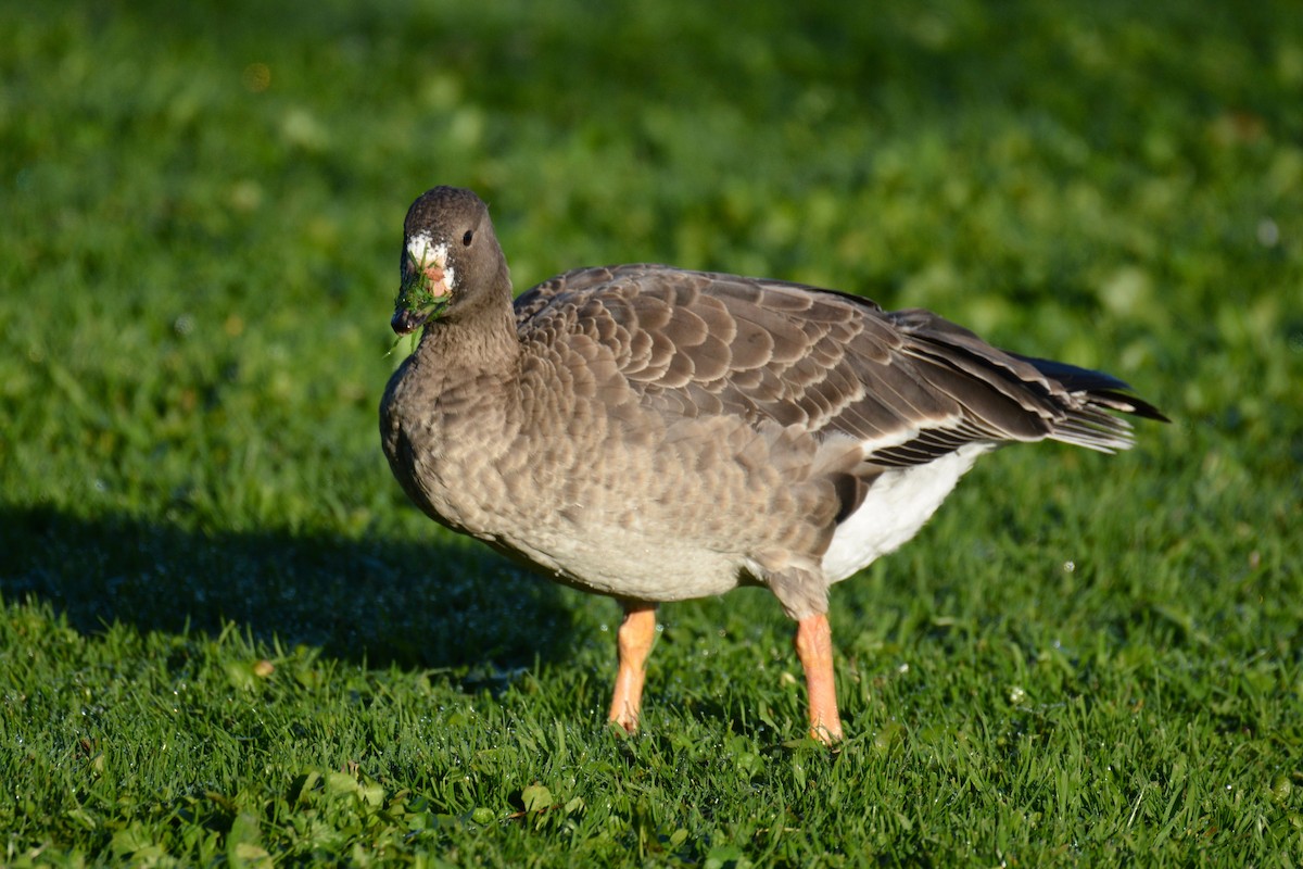 Greater White-fronted Goose - ML125054651