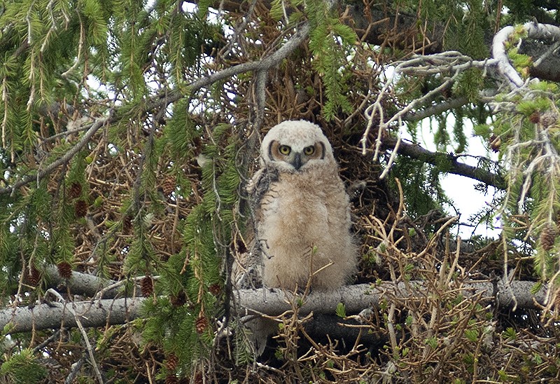 Great Horned Owl - ML125055551