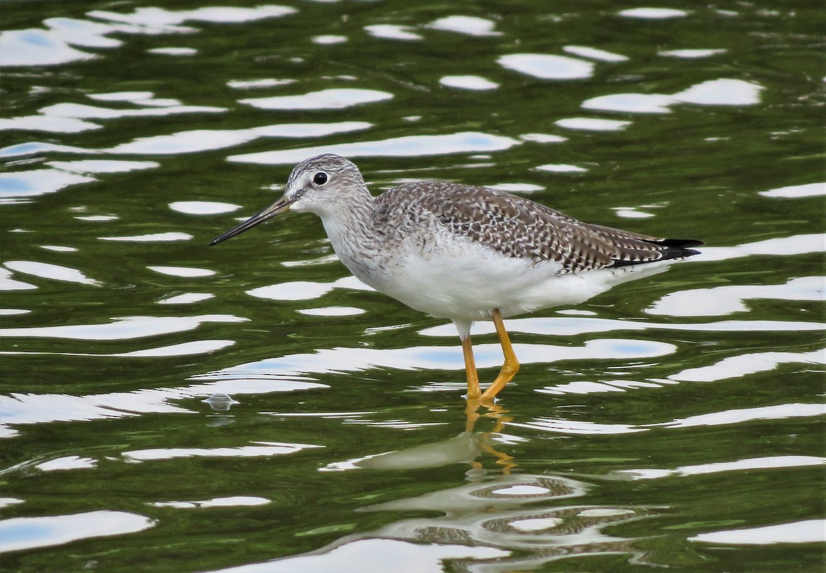 Greater Yellowlegs - Susan Young