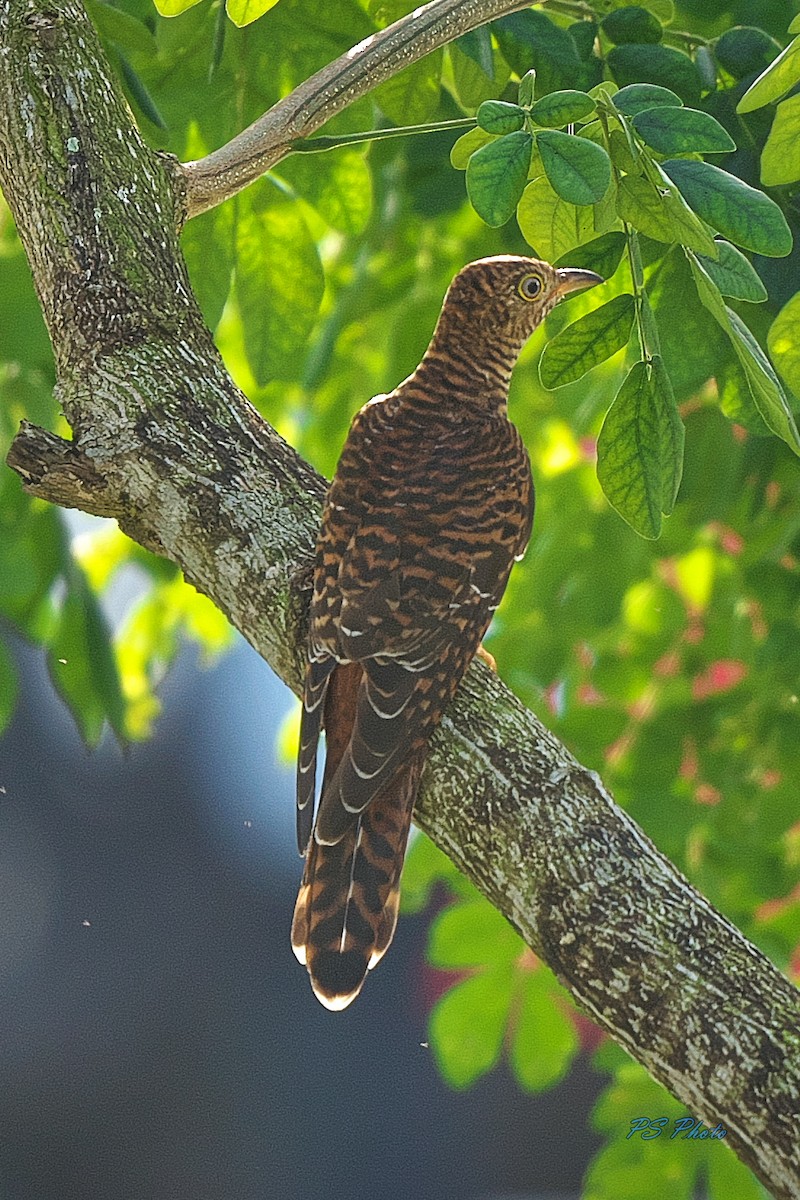 Himalayan Cuckoo - Pary  Sivaraman