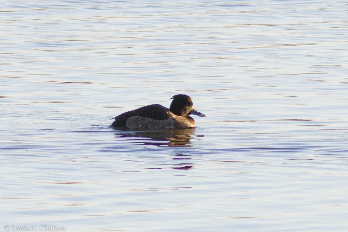 Tufted Duck - ML125057601