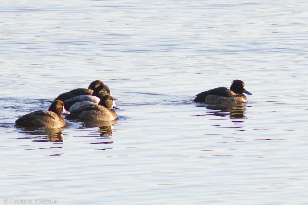 Tufted Duck - ML125057611