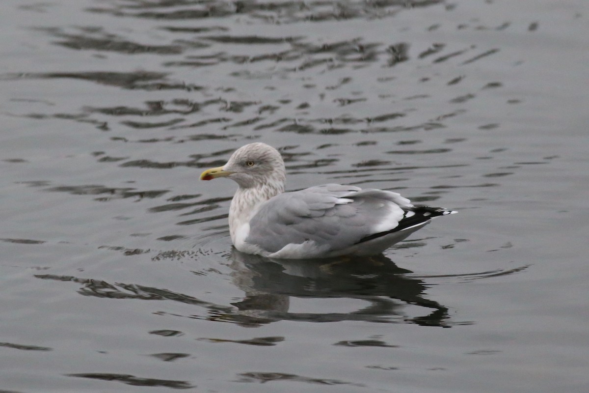 Herring Gull (European) - ML125057661
