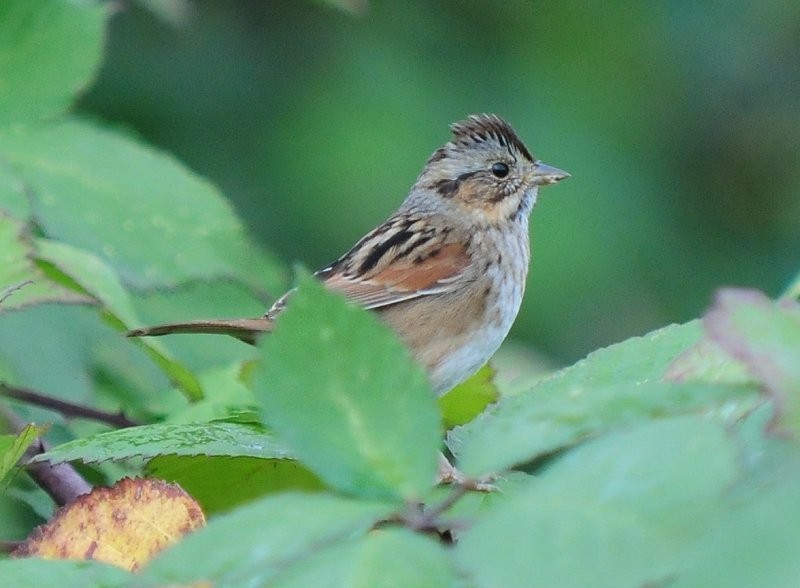Swamp Sparrow - Gord Gadsden