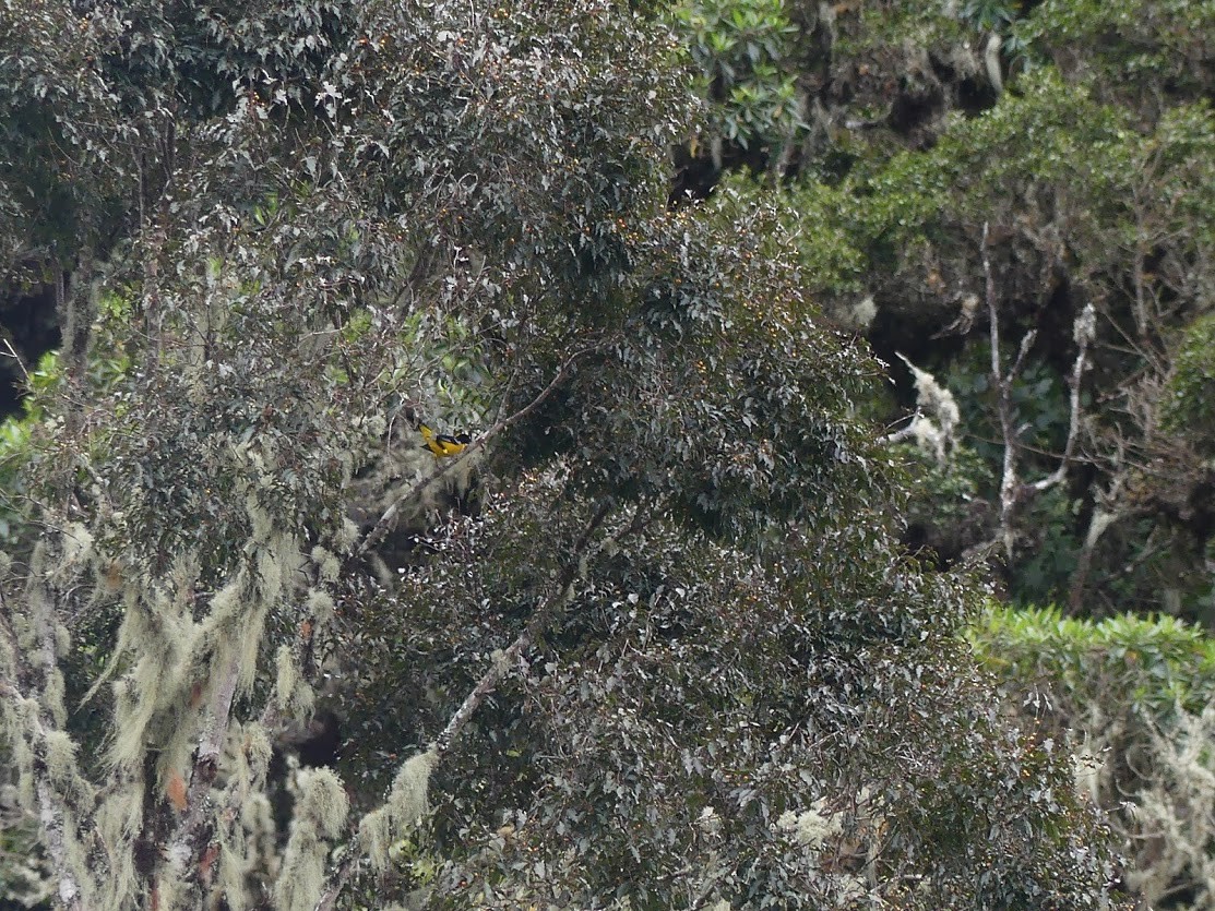 Blue-winged Mountain Tanager (Bolivian) - Robin Duska