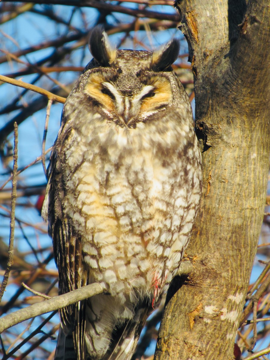 Long-eared Owl (American) - Julie Harris