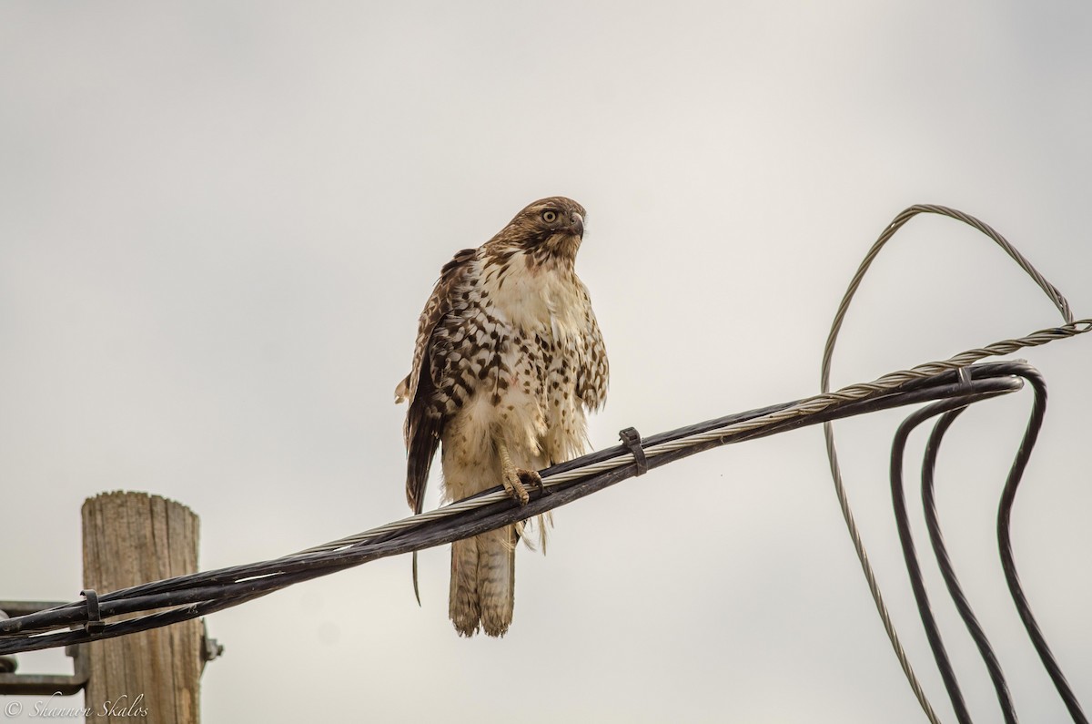 Red-tailed Hawk - ML125070271