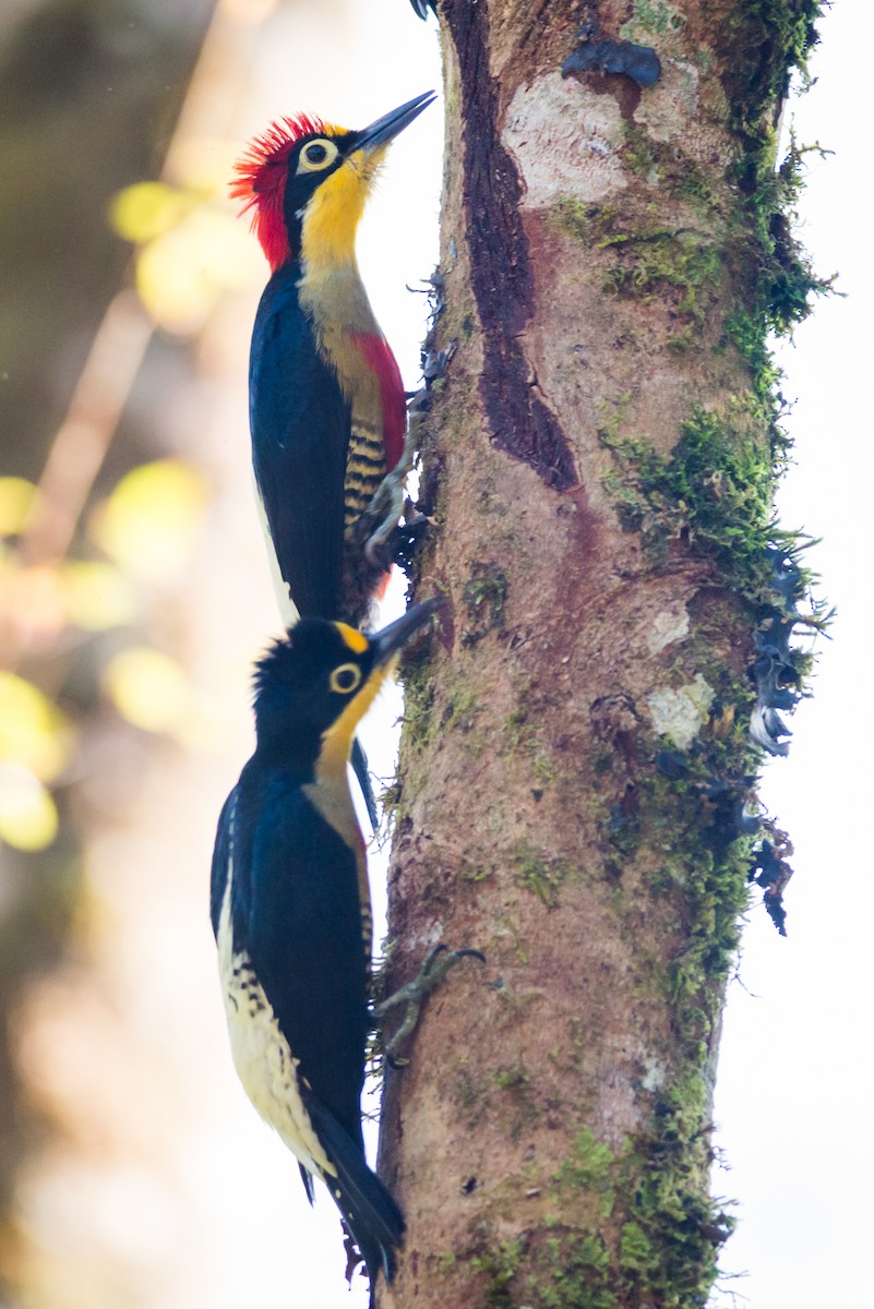 Yellow-fronted Woodpecker - ML125070531