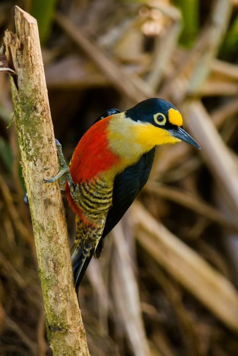 Yellow-fronted Woodpecker - ML125070591
