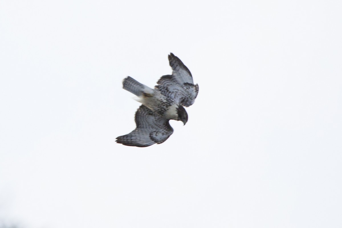 Red-tailed Hawk - ML125070811