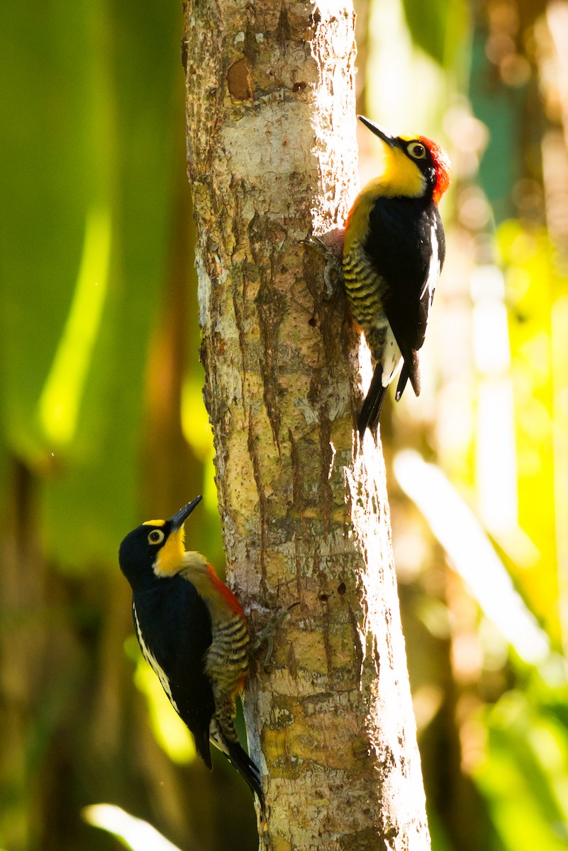 Yellow-fronted Woodpecker - ML125071881