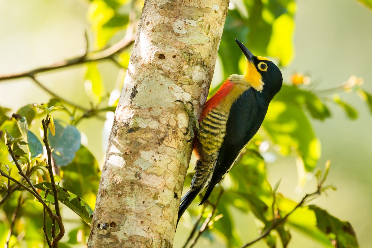 Yellow-fronted Woodpecker - Claudia Brasileiro