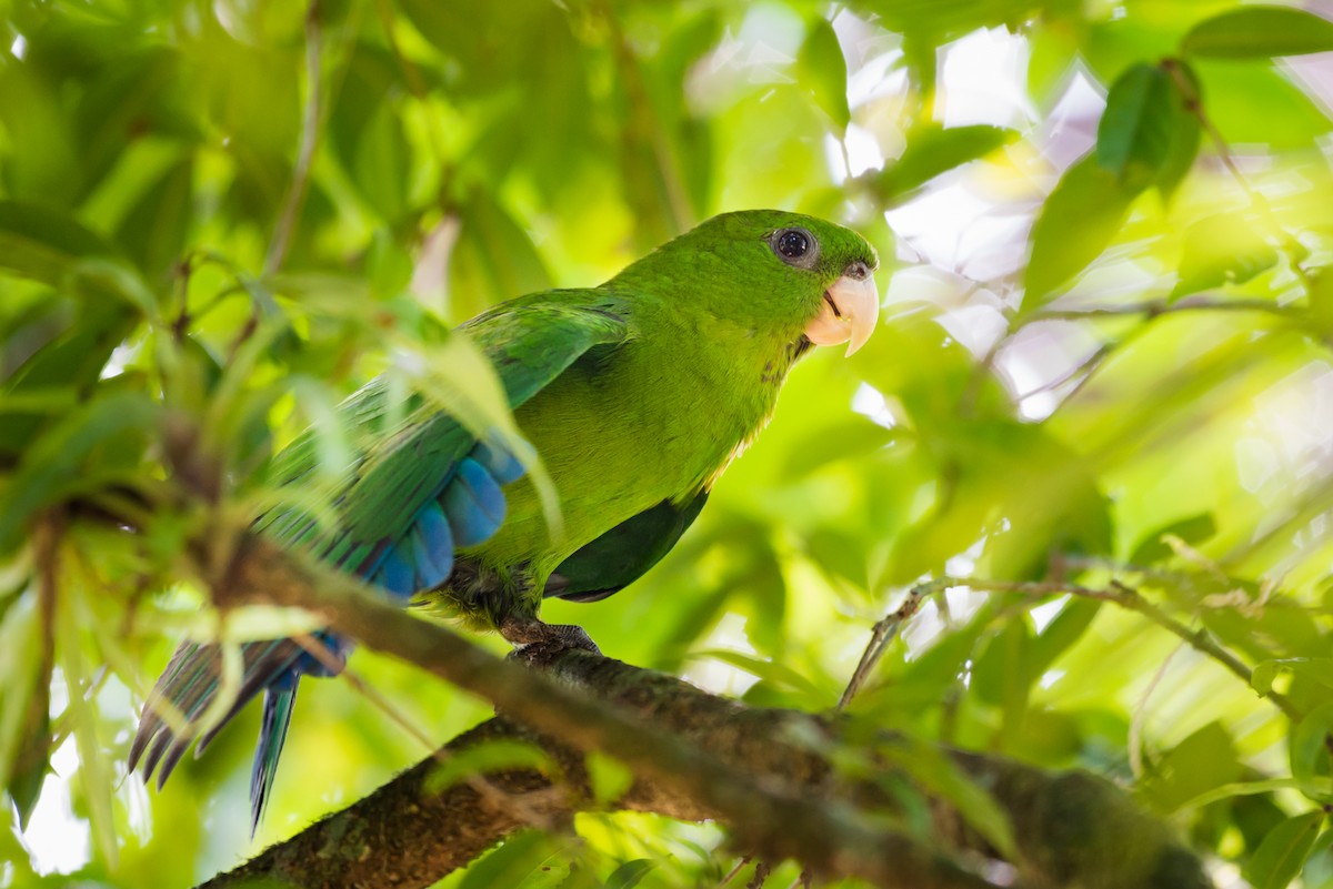 Blue-bellied Parrot - ML125072411