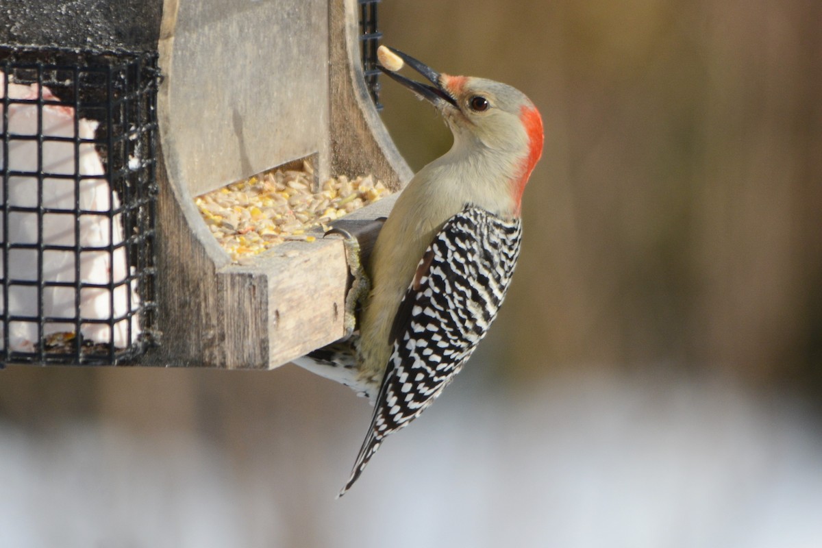 Red-bellied Woodpecker - ML125072481