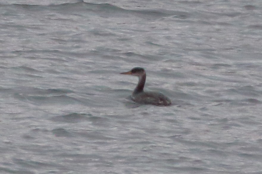 Red-necked Grebe - ML125072771