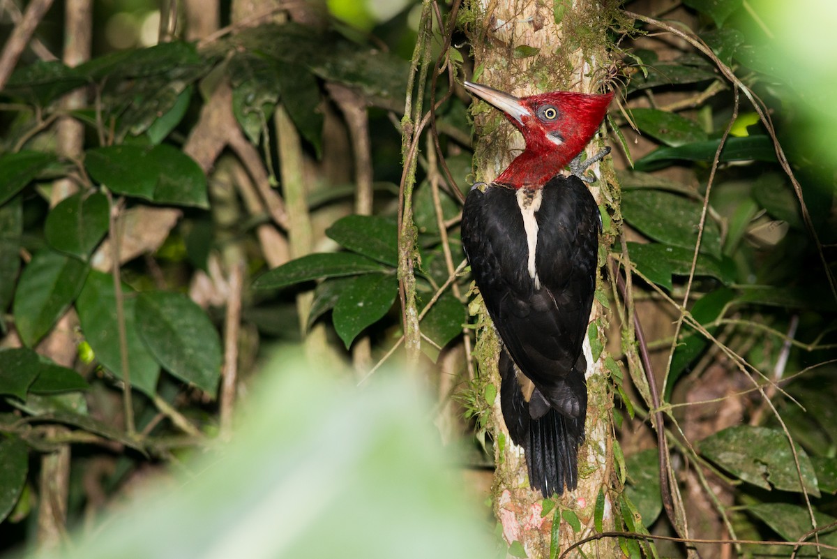 Robust Woodpecker - Claudia Brasileiro