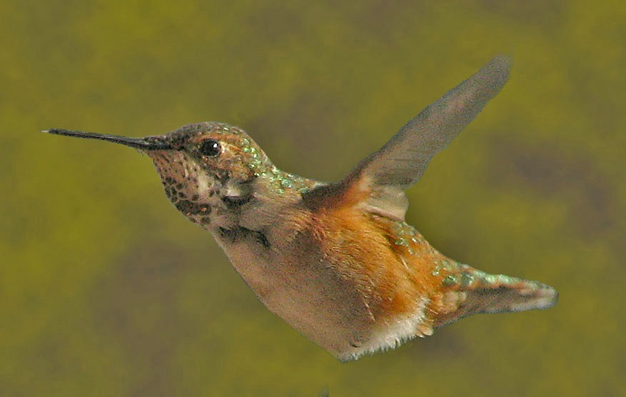 Rufous Hummingbird - ML125074731