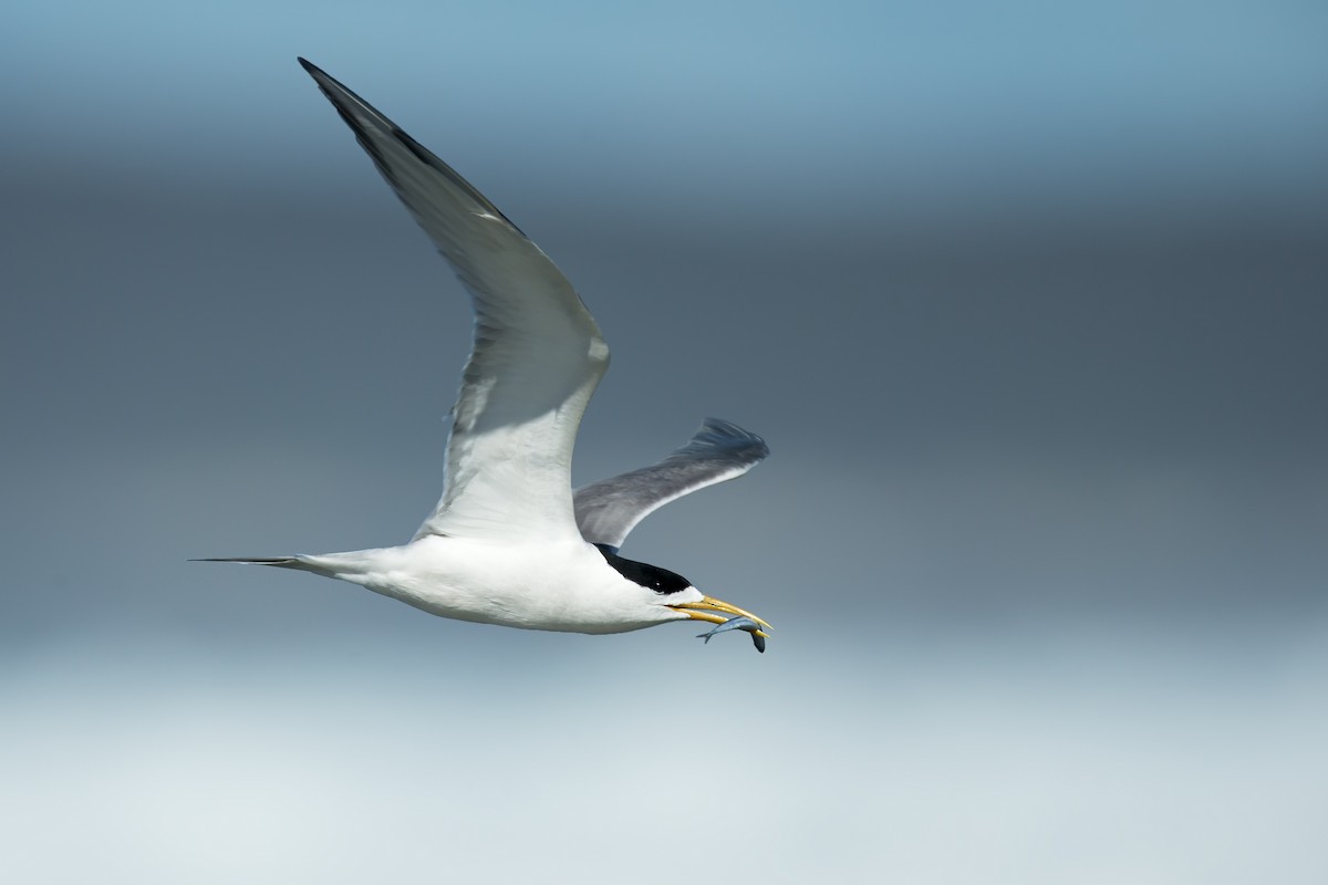 Great Crested Tern - JJ Harrison