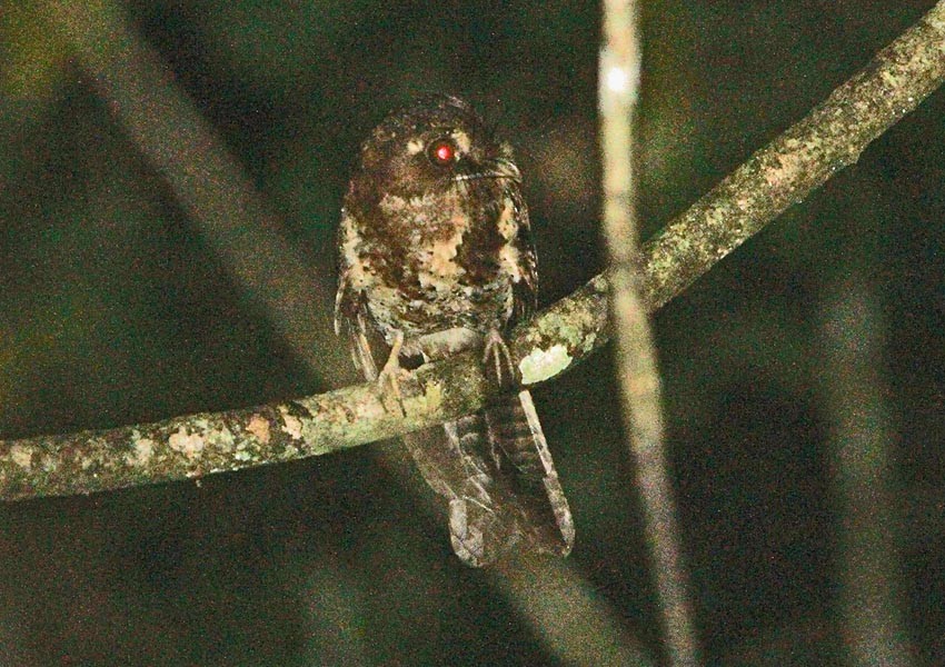 Moluccan Owlet-nightjar - ML125079531