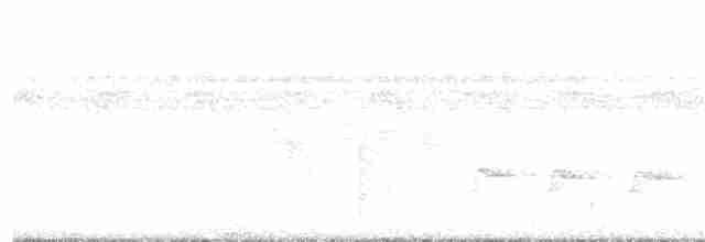 White-flanked Antwren - ML125079861