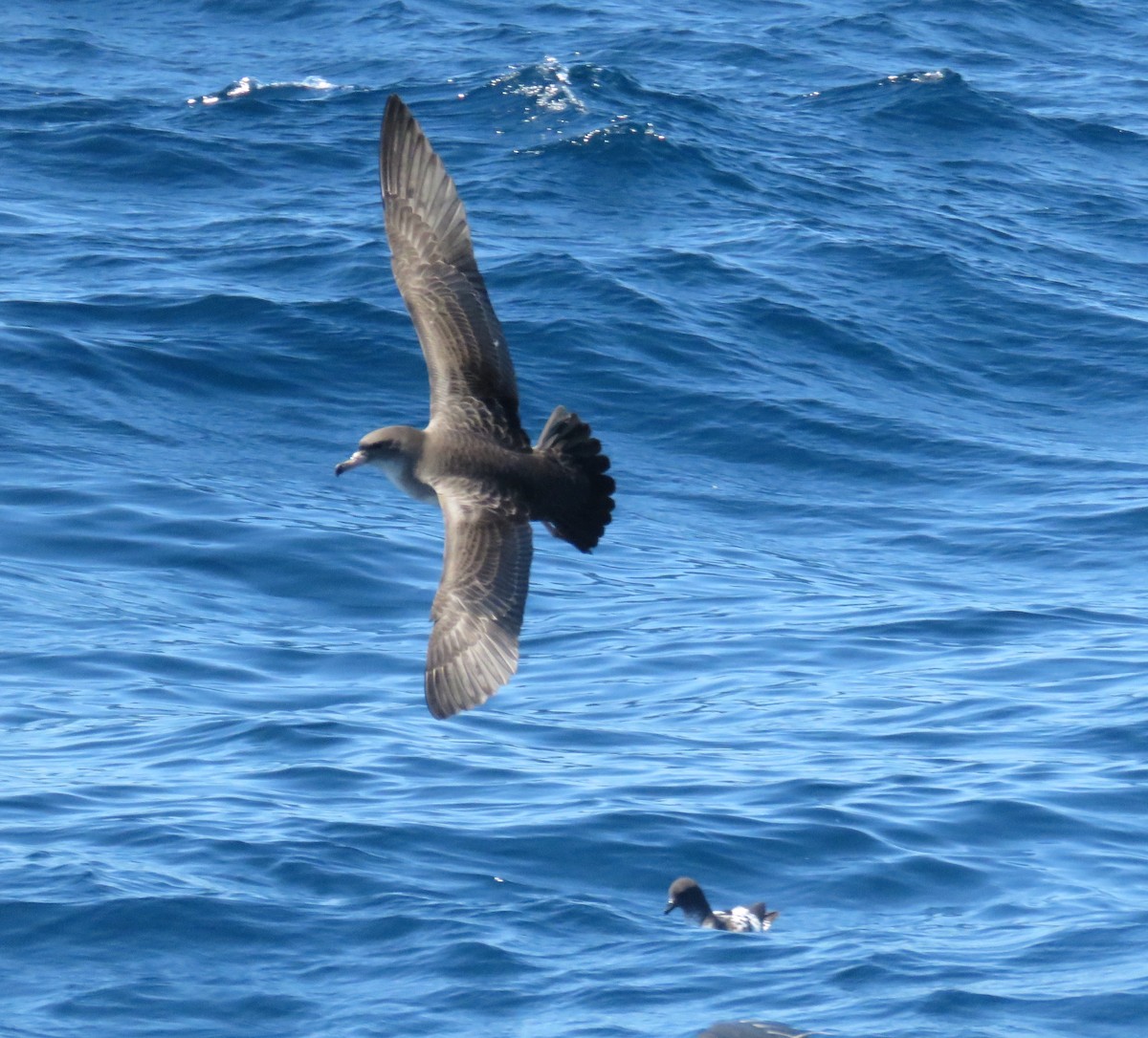 Pink-footed Shearwater - Rick Collins