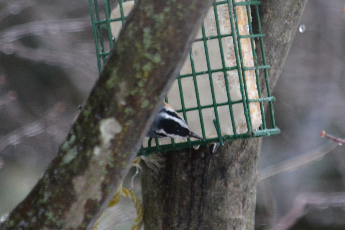 Red-breasted Nuthatch - ML125080911