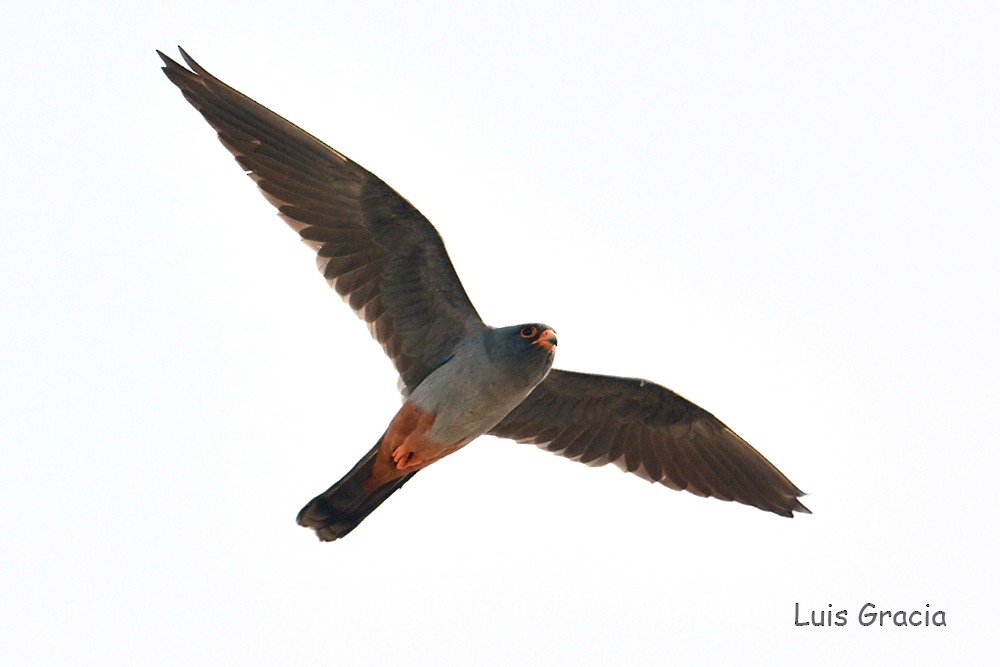 Red-footed Falcon - Luis Gracia Garcés
