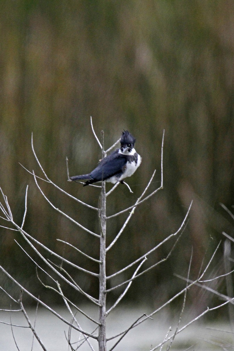 Belted Kingfisher - Connie Guillory