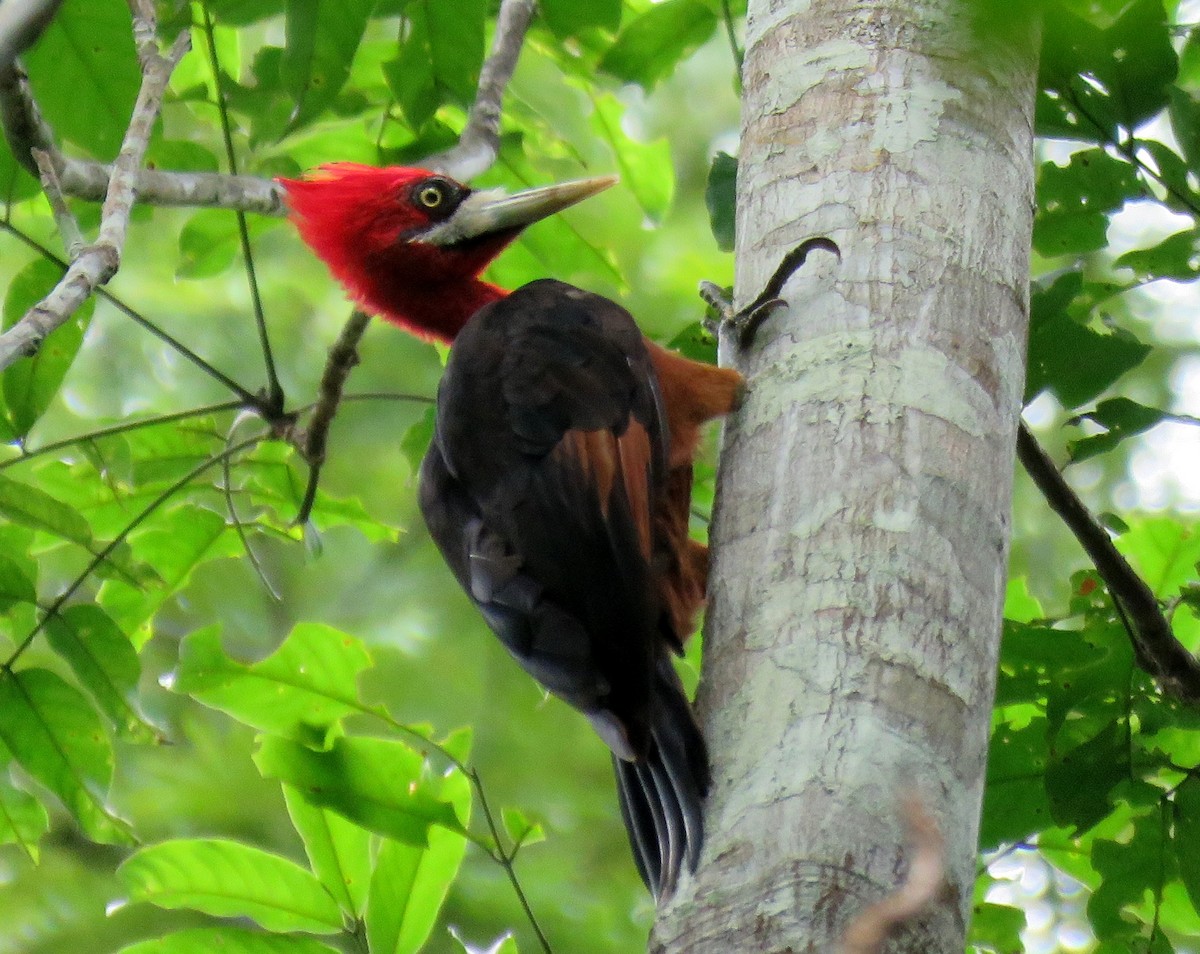 Red-necked Woodpecker - Michael Willison