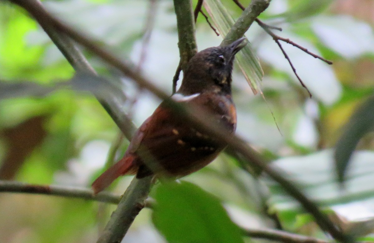 Chestnut-tailed Antbird - Michael Willison