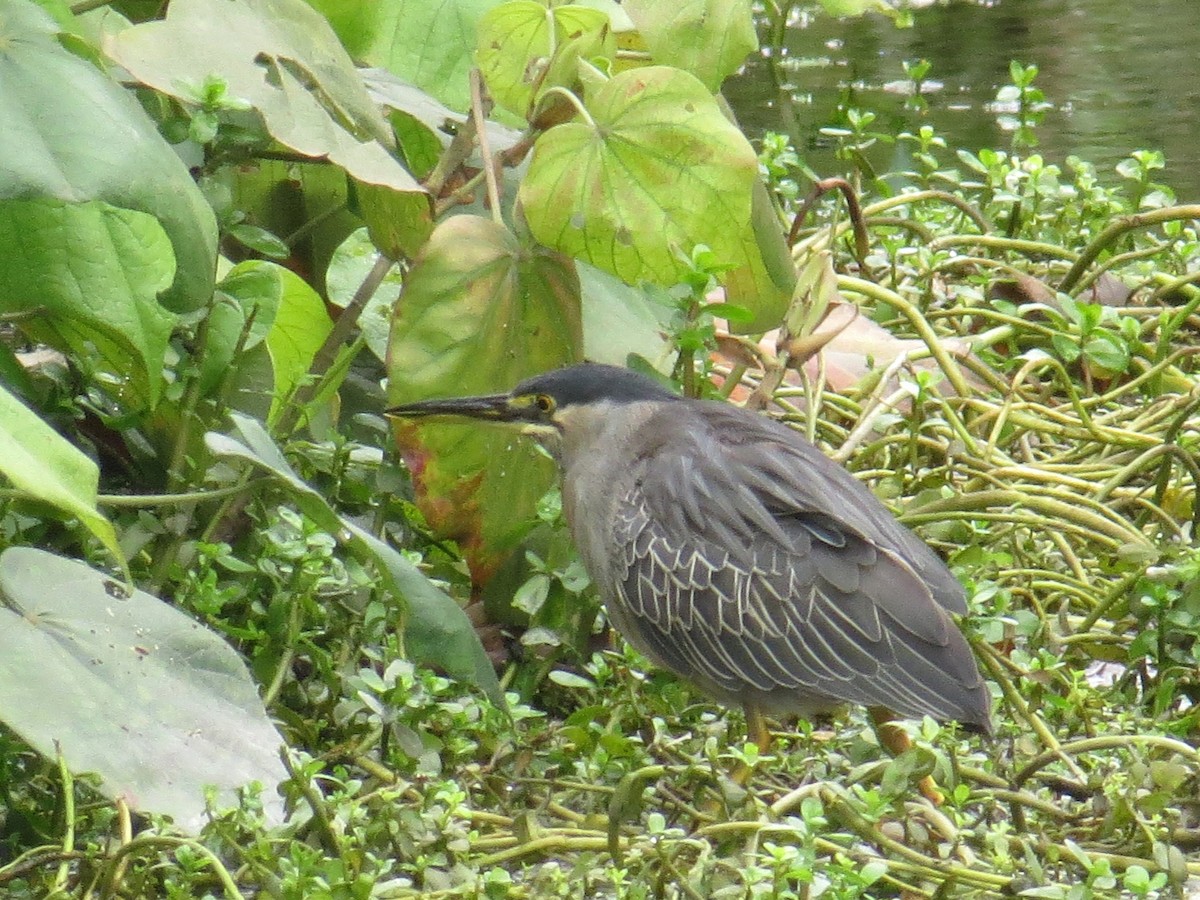 Striated Heron - WS Barbour