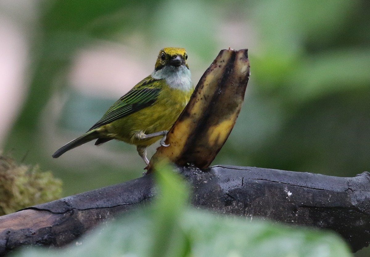Silver-throated Tanager - ML125086891