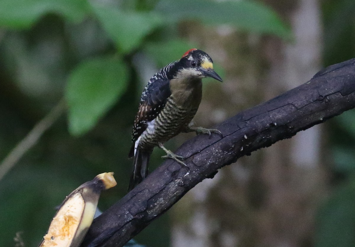 Black-cheeked Woodpecker - ML125087591
