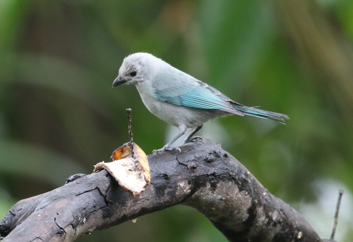 Blue-gray Tanager - ML125087721