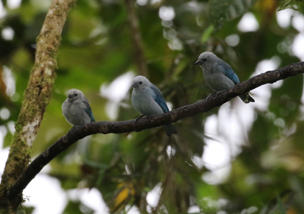 Blue-gray Tanager - ML125087731